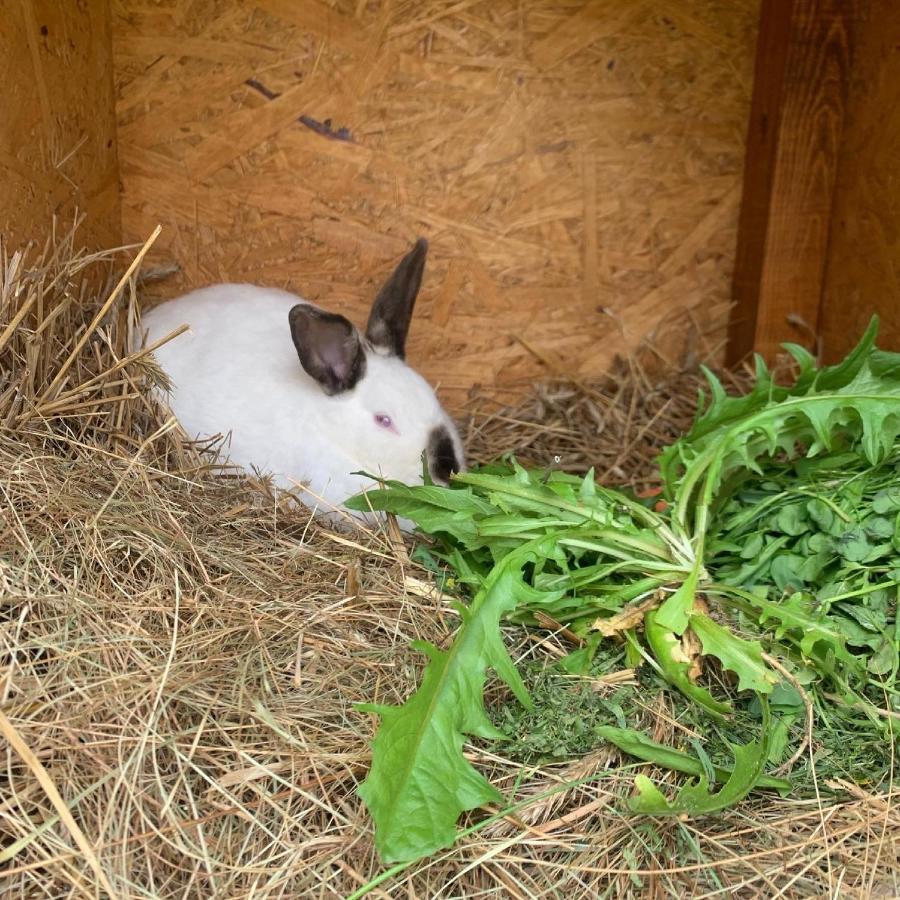 Agro Na Wapniarni Vila Biala  Exterior foto