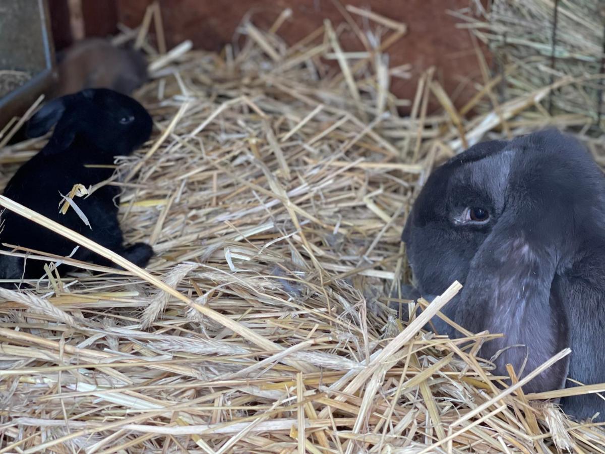 Agro Na Wapniarni Vila Biala  Exterior foto